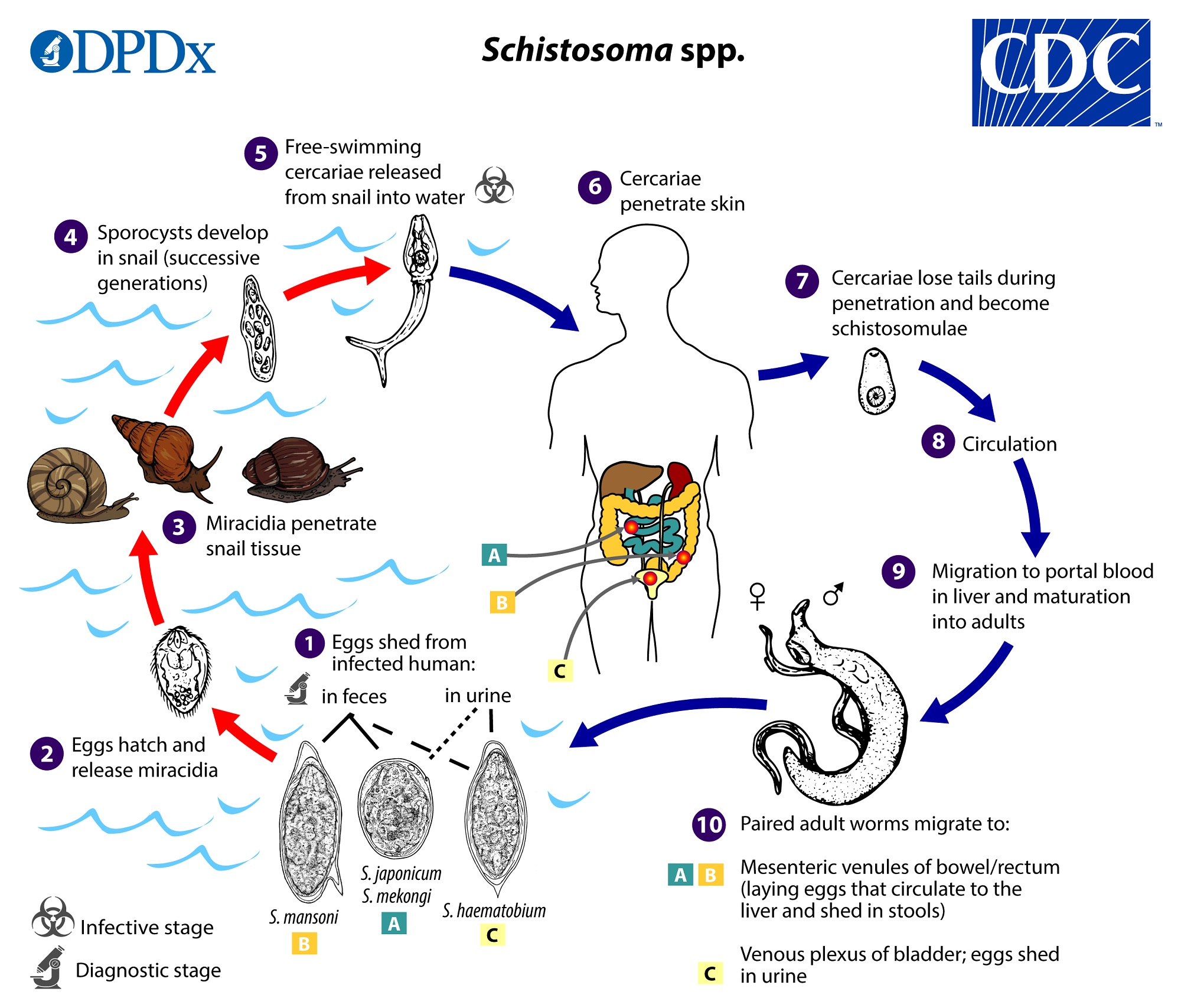 <ul><li><p><strong>Helminth</strong> infection acquired from <em>contact with water containing</em><strong><em> infected snails.</em></strong></p></li><li><p>Causes itchiness, fever chills, diarrhea, chihuahuas.</p></li><li><p>Parasitic.</p></li></ul><p></p>