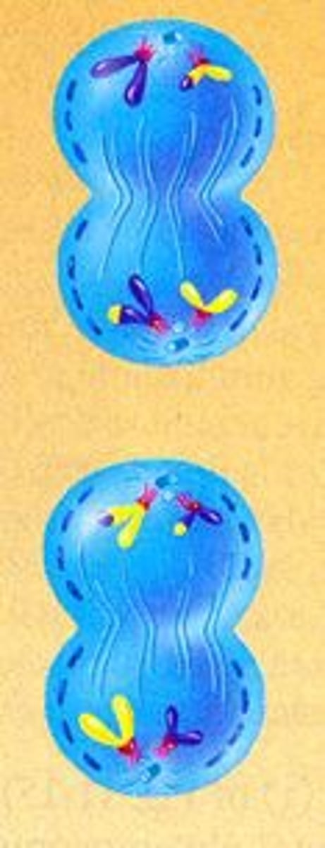 <p>a nuclear membrane forms around each haploid set of chromosomes.</p>