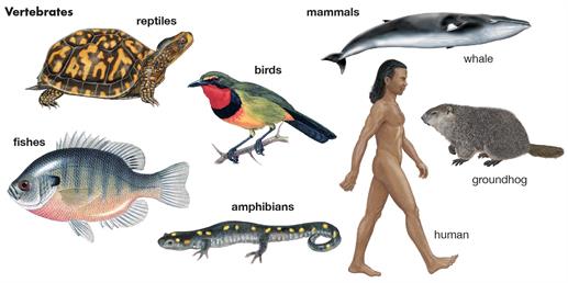 <p>Chordates </p>