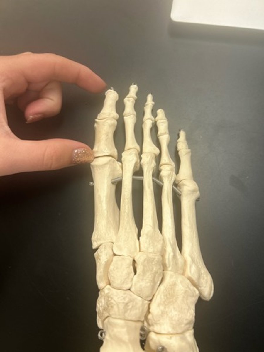 <p>name the bone</p>