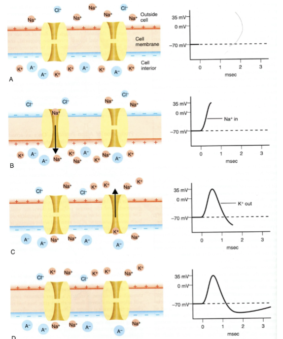<p><span style="color: rgb(0, 0, 0);">A. Resting Membrane Potential</span></p><p><span style="color: rgb(0, 0, 0);">B. Rapid depolarization due to influx of Na+ channels</span></p><p><span style="color: rgb(0, 0, 0);">C. Rapid depolarization due to efflux of K+ channels</span></p><p><span style="color: rgb(0, 0, 0);">D. RMP restored-diffusion of ions</span></p>