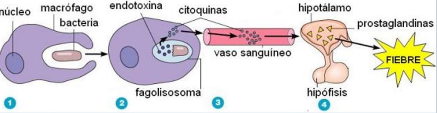 <p>¿cómo actua la citoquina en el hipotalamo?</p>