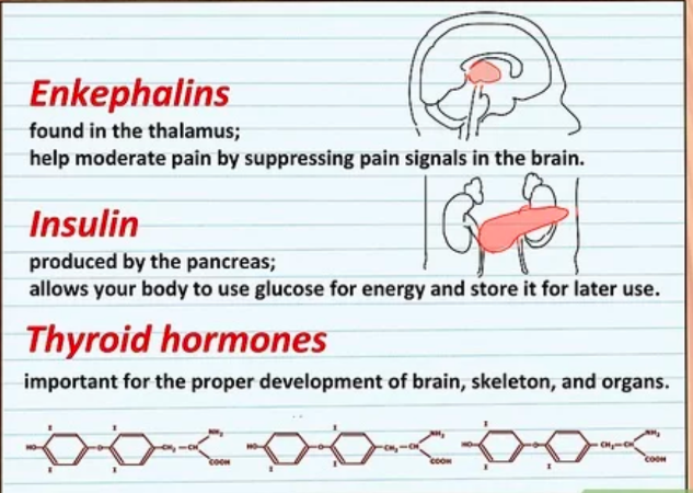 <ul><li><p>hormones, insulin, enkephalins</p></li><li><p>communicates with the rest of the body w/o blood vessels</p></li></ul><p>Enkephalins</p><ul><li><p>found in the thalamus; help moderate pain by suppressing pain signals in the brain. Insulin</p></li><li><p>produced by the pancreas; allows your body to use glucose for energy and store it for later use. Thyroid hormones</p></li><li><p>important for the proper development of brain, skeleton, and organs.</p></li></ul>