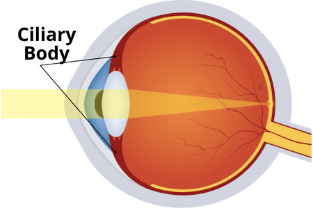 <p>Changes the shape of the lens to focus light into the retina</p>