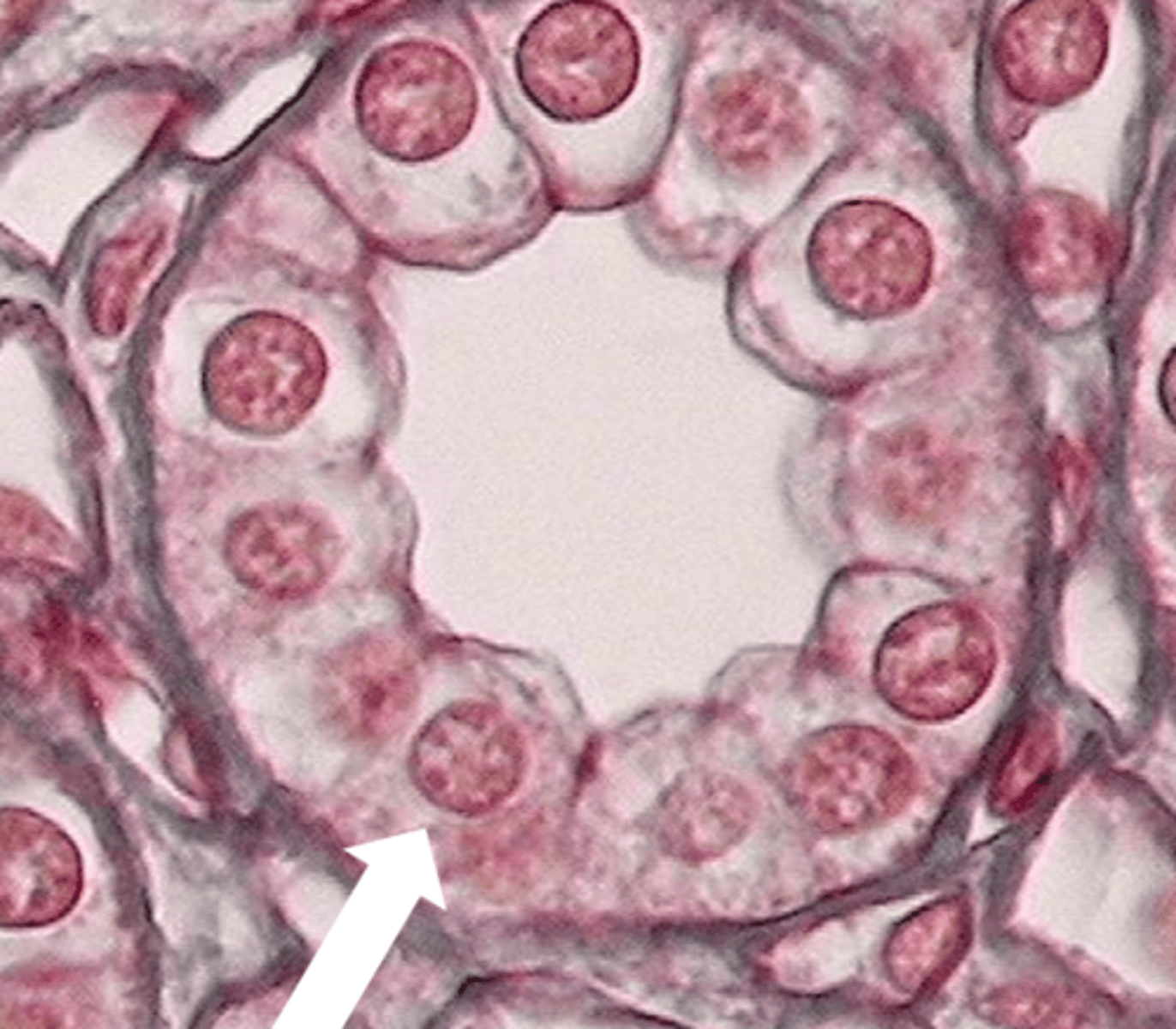 <p>what is the white portion that the cells surround?</p>