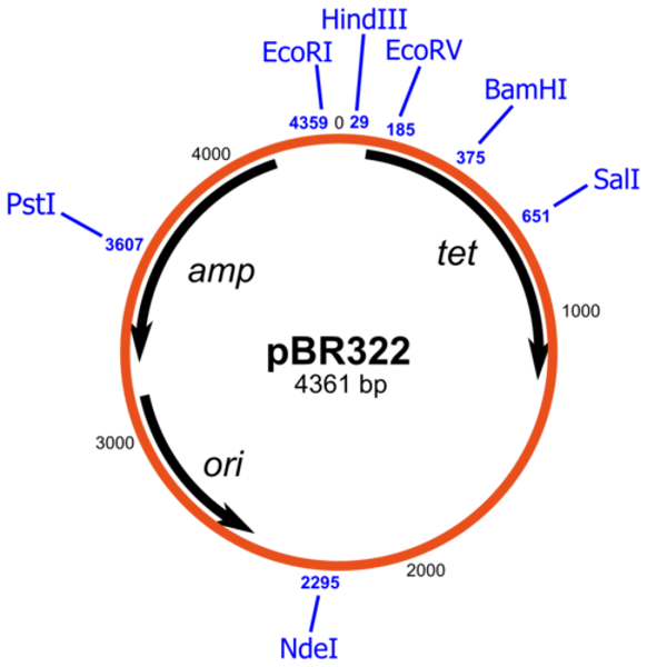 <p>Vehicles by which DNA may be introduced into a host cell.</p>