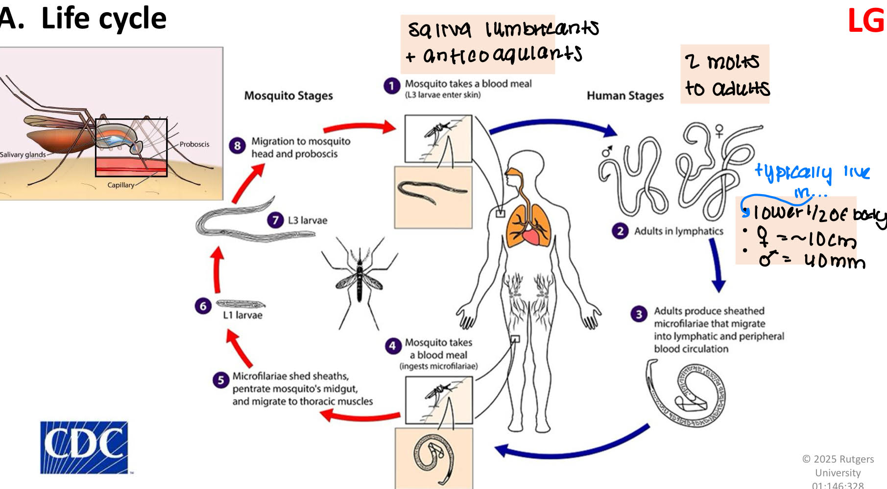 <ul><li><p>when mosquito takes a blood meal, <strong>saliva lumbricants</strong> and <strong>anticoagulants </strong>goes into the blood along with the <strong>L3</strong>. </p></li><li><p>L3 molts twice and becomes an adult</p></li><li><p>adults prodice sheathed microfilariae that migrate into lymphatic and peripheral blood circulation. </p></li></ul><p></p>