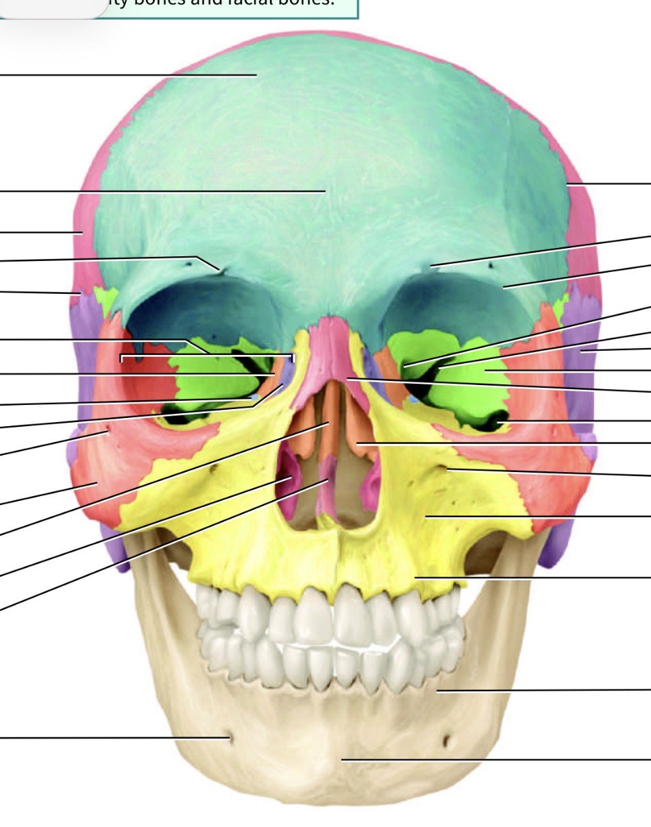 <p>Which bone is the purple one </p>
