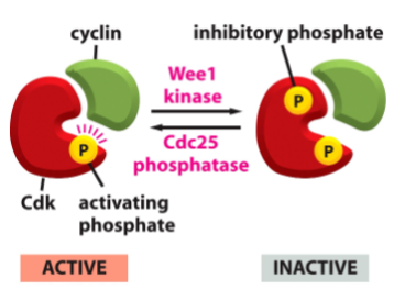 <p>CDC25 phosphatases</p>