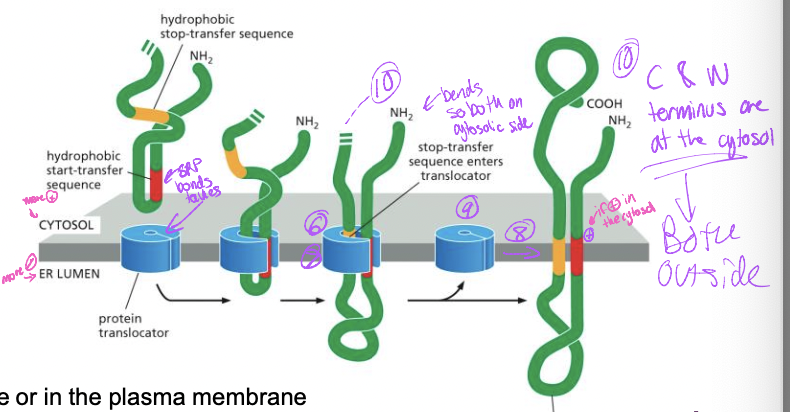 
1. translation begins, interal start-transfer sequence 
2. SRP-ribosome complex → SRP receptor → translocon

   
   1. translocon opens 
3. protein synthesis resumes with protein transfer into the ER lumen
4. stop transfer enters translocon
5. protein transfer stops
6. start transfer sequence adn stop transfer sequence are released into bilayer 
7. translocon closes 
8. protein synthesis complete