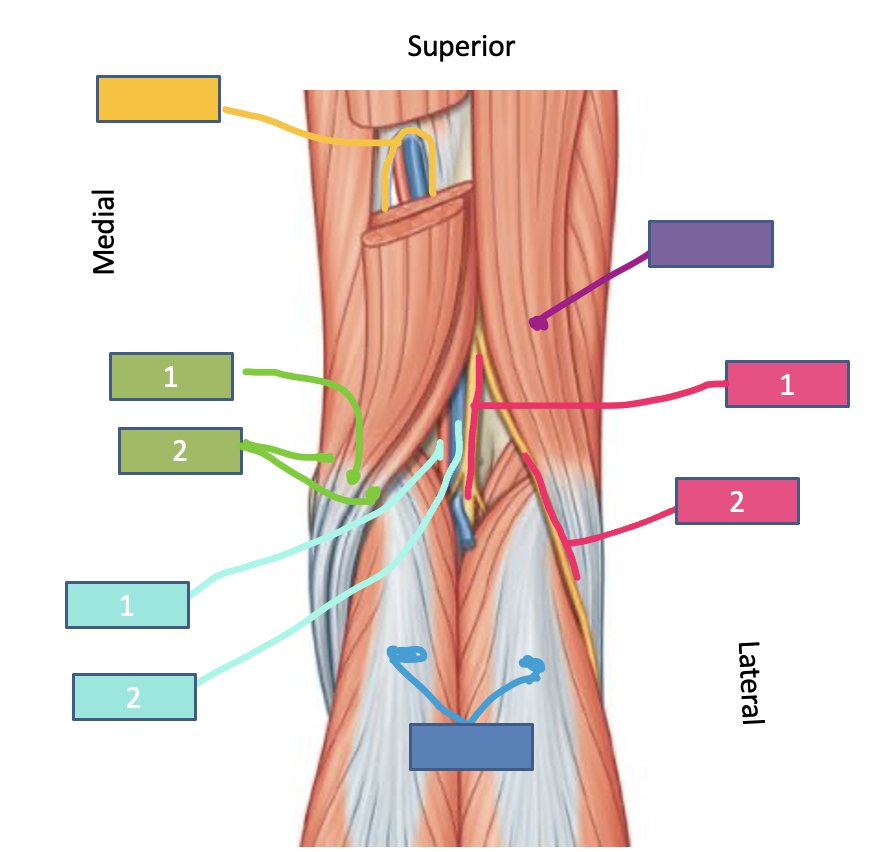 <p>Whats the popliteal fossa?</p>