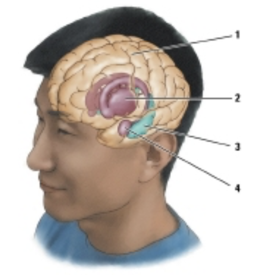 <p>which of the following structures is labelled #1 in the drawing?</p>