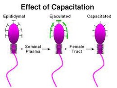 1. capacitation
2. acrosomal reaction