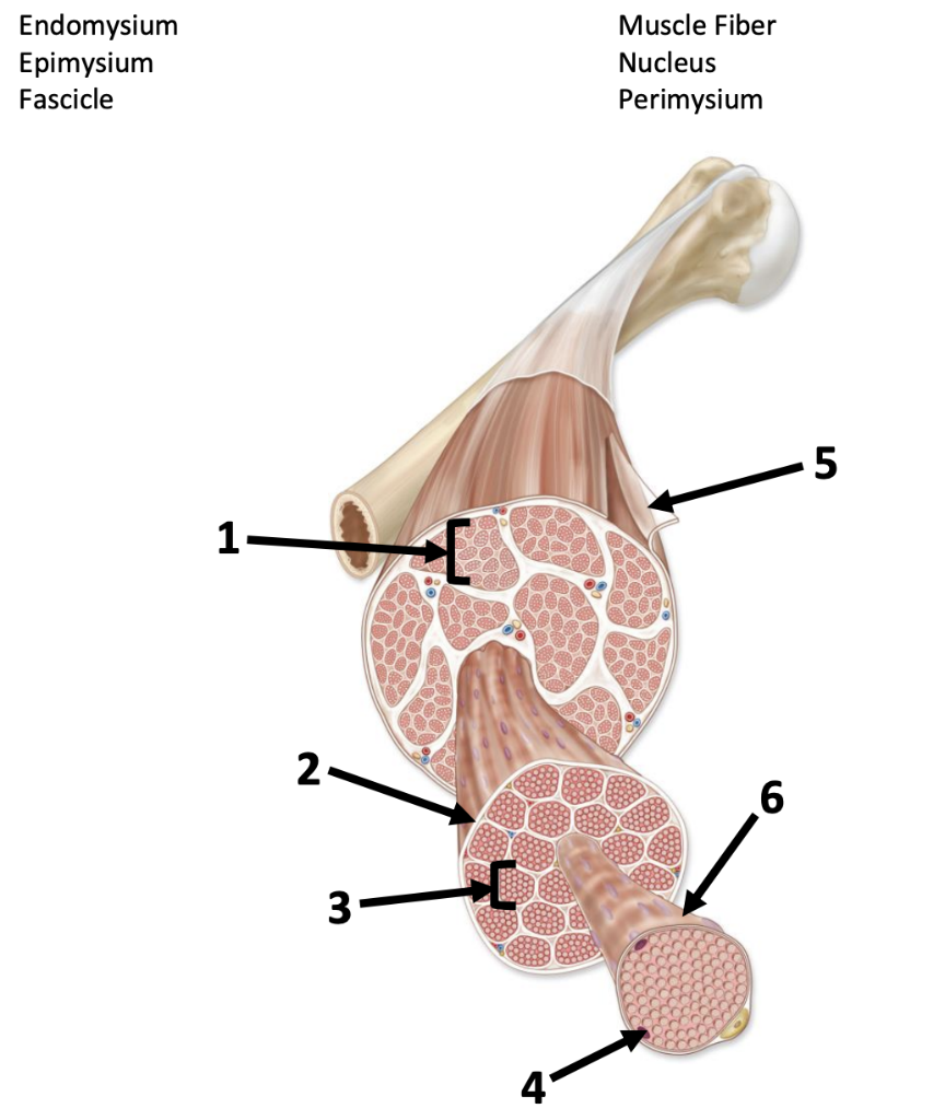 <p>endomysium (3) (gaps)</p>