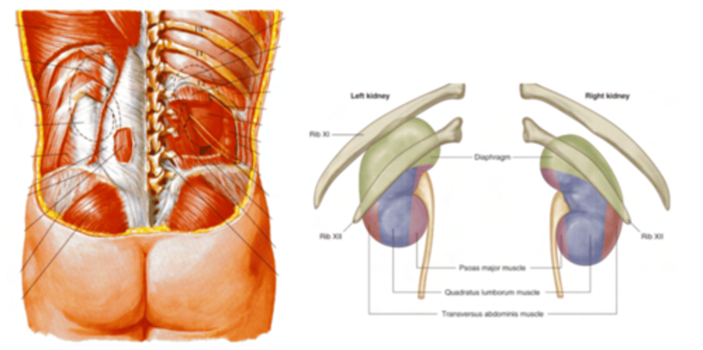 <p>- The diaphragm</p><p>- Psoas major</p><p>- Quadratus lumborum</p><p>- Transversus abdominis</p>