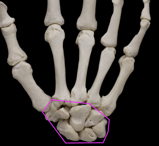 <p>8 carpals </p><p>Connected by Myriad Plane: allows a great deal of movement </p>