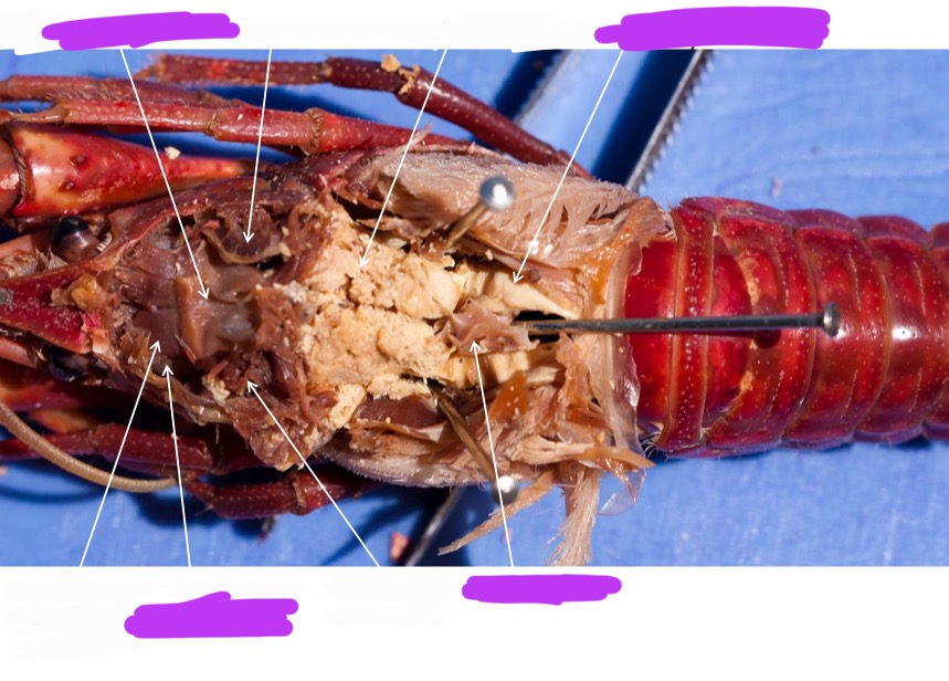 <p>Label + Identify (Grouping(s), Phylum, Subphylum, Class, Order)</p>