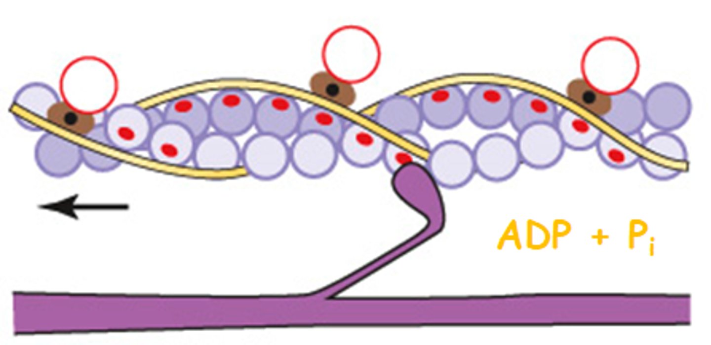 <p>Myosin and actin form cross-bridges, myosin heads attach to actin. Myosin bends and pulls on actin, resulting in the 'power stroke'</p>