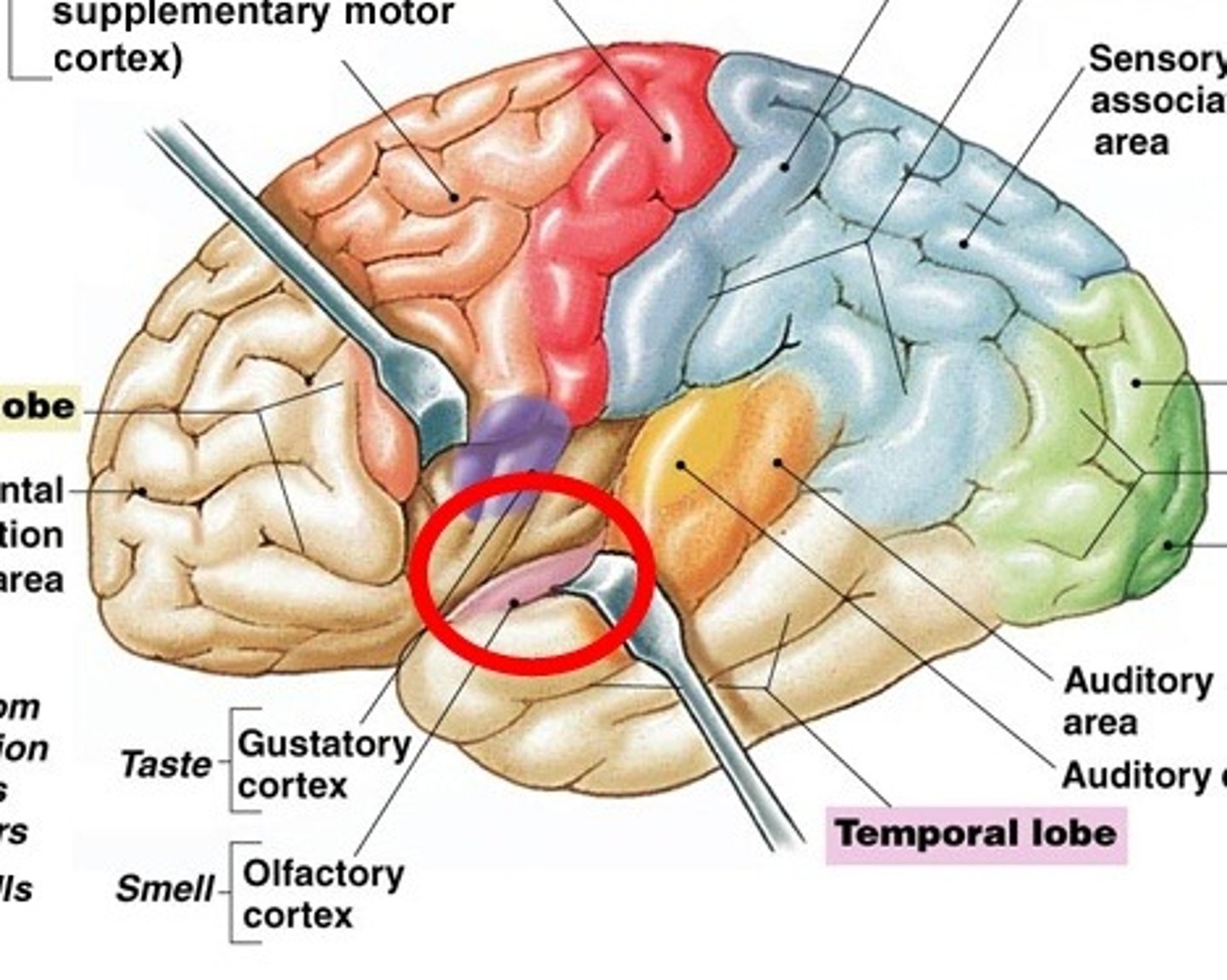 <p>Smell; located in temporal lobe</p>