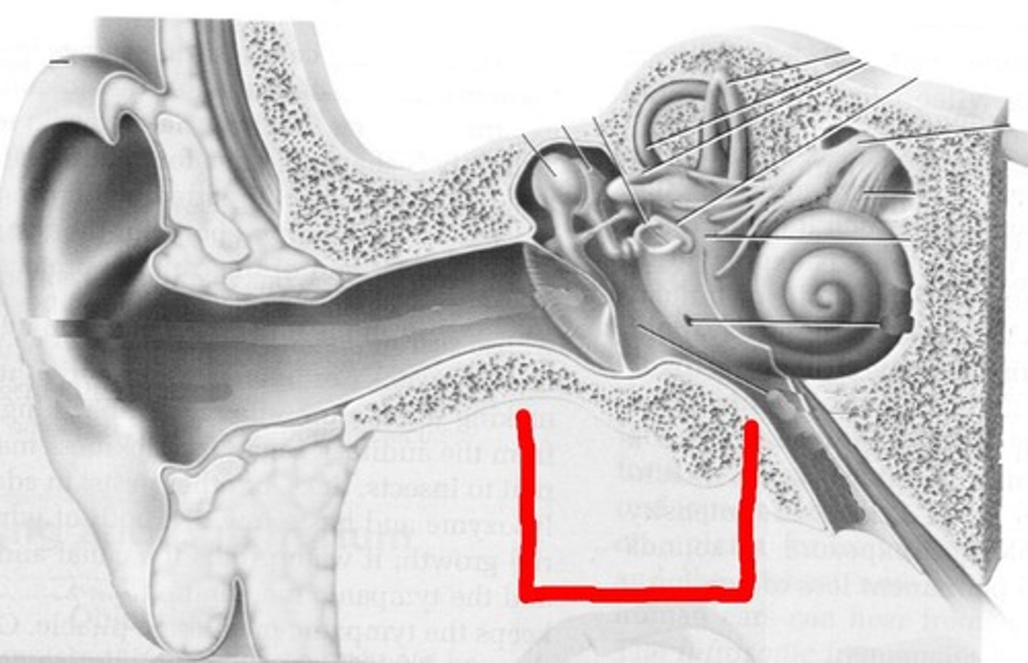 <p>This is your ___ ear.</p>