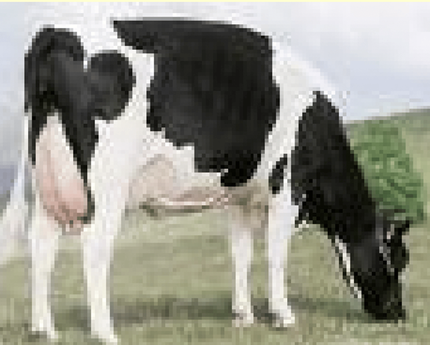 <p>zootechnical- they were bred because of their productive characteristics such as large milk production and calm disposition</p>