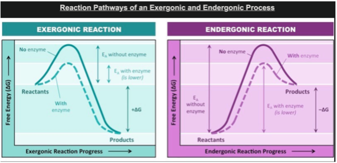 <p>activation energy. <span>In graphs, seen as the initial hump of energy. Enzymes lower this hump (see image).</span></p>