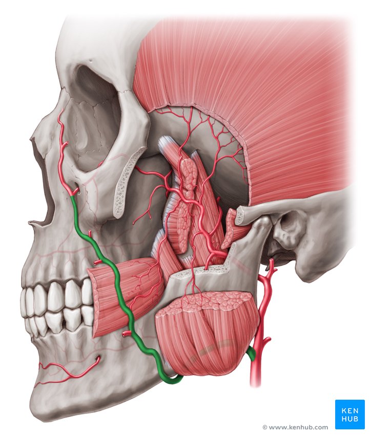 <p>Branch of ECA that passes over the corpus of the mandible, anterior to the masseter (tortuous)</p>