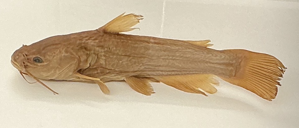 <p>Name the order</p>