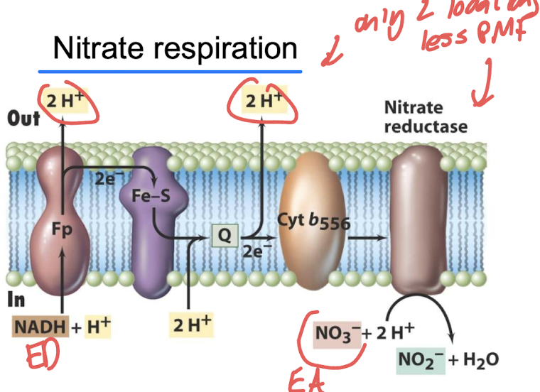 <p><strong>Nitrate reductase</strong> — <span style="color: red;"><strong><span>repressed by O₂ </span></strong></span><span style="color: green;"><strong><span>and induced by NO₃⁻.</span></strong></span></p><p>Facultative aerobic bacteria use same electron transport chain.</p>