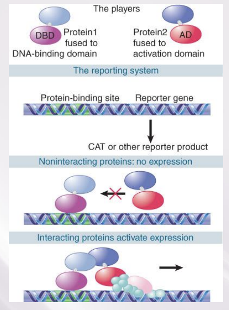 <ul><li><p>Detects Protein–Protein Interactions</p></li><li><p>The two-hybrid assay works by requiring an interaction between two proteins, where one has a DNA- binding domain and the other has a transcription- activation domain</p><ul><li><p>can’t find promoter by itself</p><ul><li><p>interaction of 2 proteins brings activation domain to promoter</p></li></ul></li></ul></li></ul>