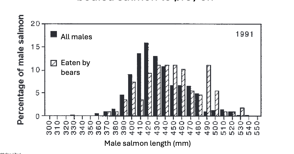 <p>Bears foraging at breeding sites WHAT bigger, deeper-bodied salmon to prey on </p>