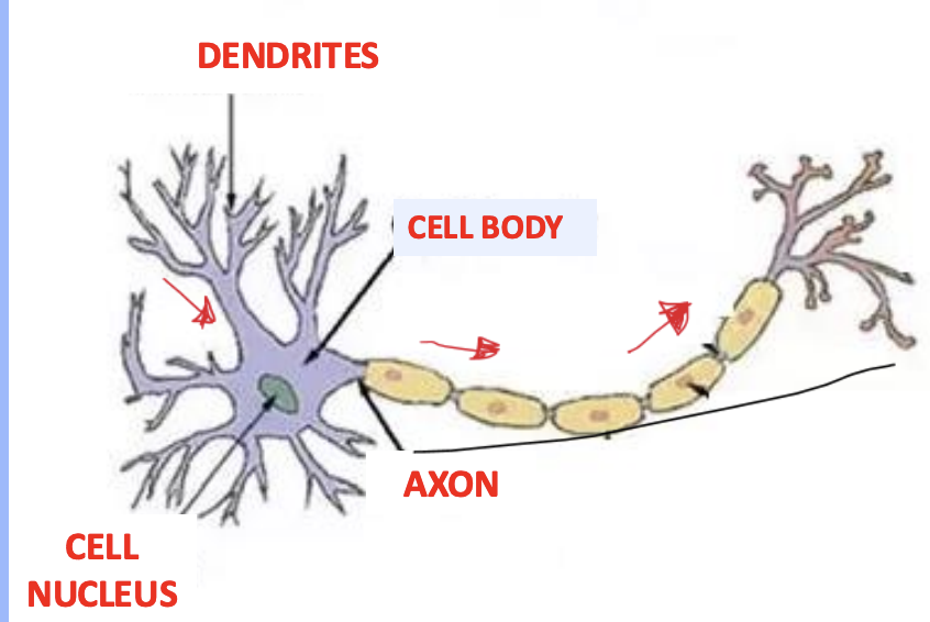 <p>What 3 main parts is The neuron is composed of?</p>