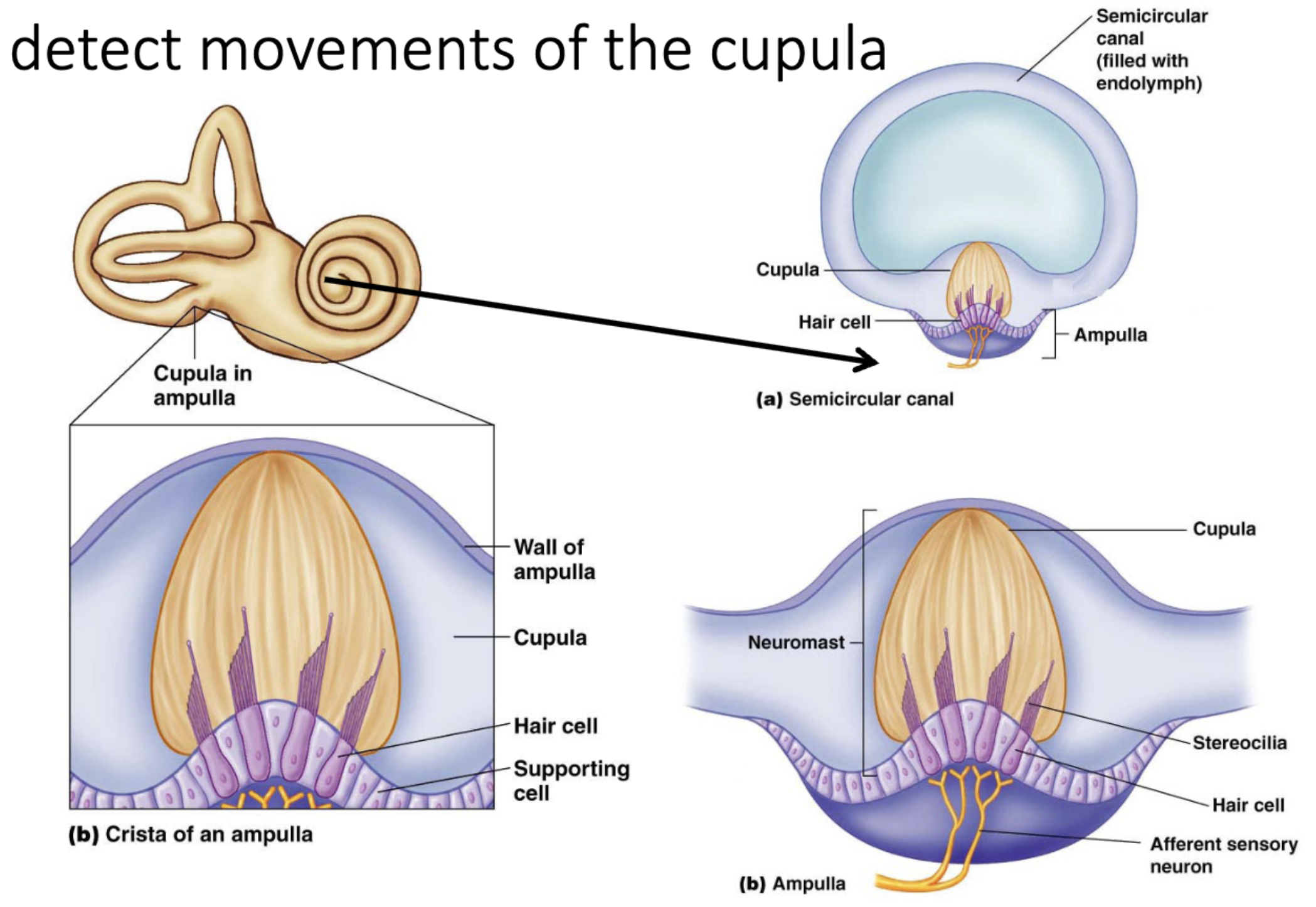 <p>semicircular canals; cupula</p>