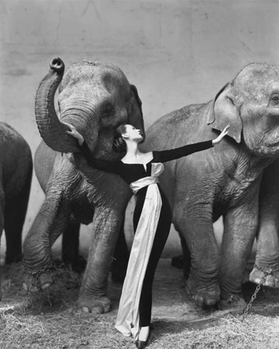 <p>Dovima and the Elephants</p>