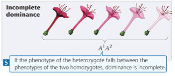 <p>Heterozygote has a phenotype&nbsp;intermediate  between&nbsp;homozygotes</p>