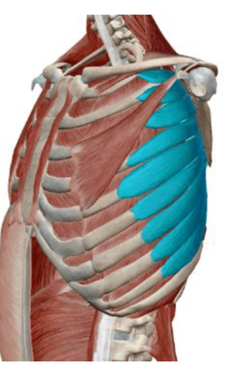 <p>protraction and upward rotation of the scapula</p>