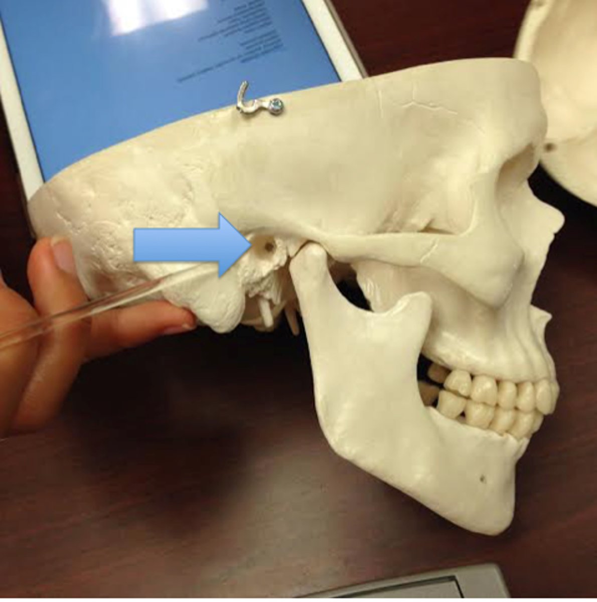 <p>directs sound into ear</p>