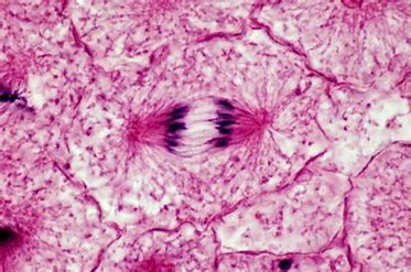 <ul><li><p>anaphase</p></li></ul>