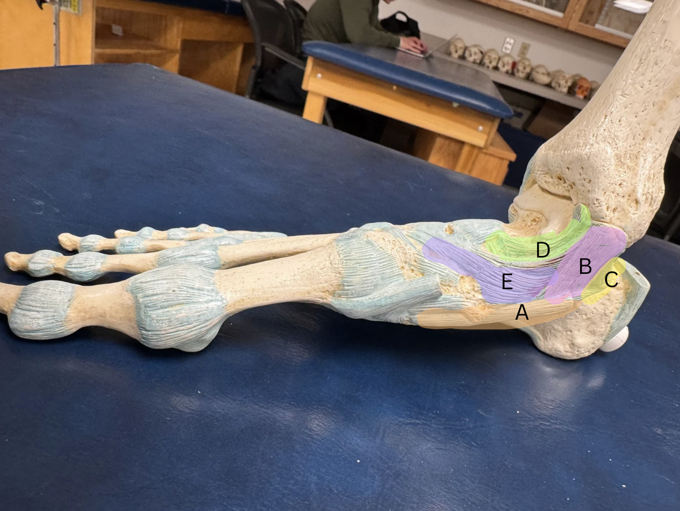<p>Label each ligament from A-D</p>