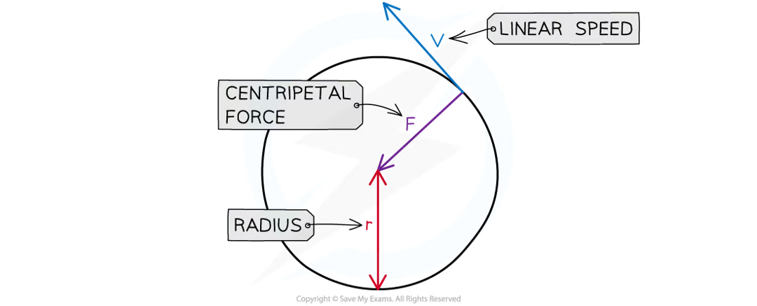 <p>an object moving in a circle isn’t in equilibrium as it has a resultant force acting on it. this force is centripetal force and is what keeps the object moving in a circle.</p><p>centripetal force (F) = <strong>the resultant perpendicular force towards the centre of the circle required to keep a body in uniform circular motion</strong></p><p>it’s always perpendicular to the direction of travel and is directed towards the centre of the circle</p><p>due to newton’s second law, centripetal force and centripetal acceleration act in the same direction</p><p>centripetal force isn’t a separate force of its own - it can be any type of force depending on the situation for example:</p><ul><li><p>car going round a roundabout = friction between car tires & road</p></li><li><p>bell attached to rope moving in a circle = tension in the rope</p></li><li><p>earth orbiting the sun = gravitational force</p></li></ul><p></p>