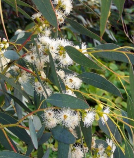 <p>Myrtaceae</p>