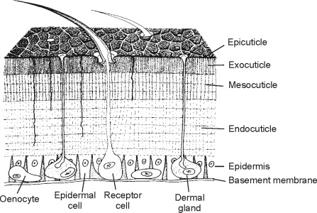 <p>outer layer of an insect, consisting of cuticle and epidermis</p>