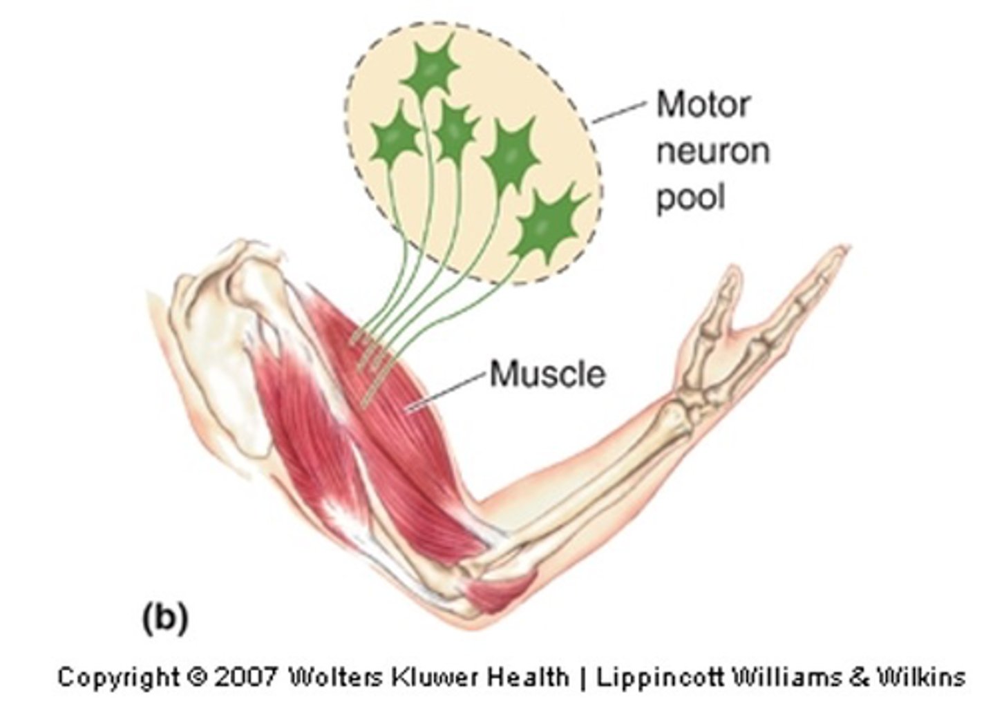 <p>What is a motor neuron pool?</p>