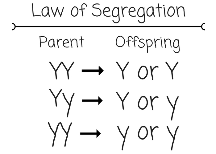 <p>the law of segregation </p>
