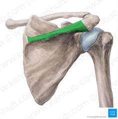 <p>What bone structure is this?</p>