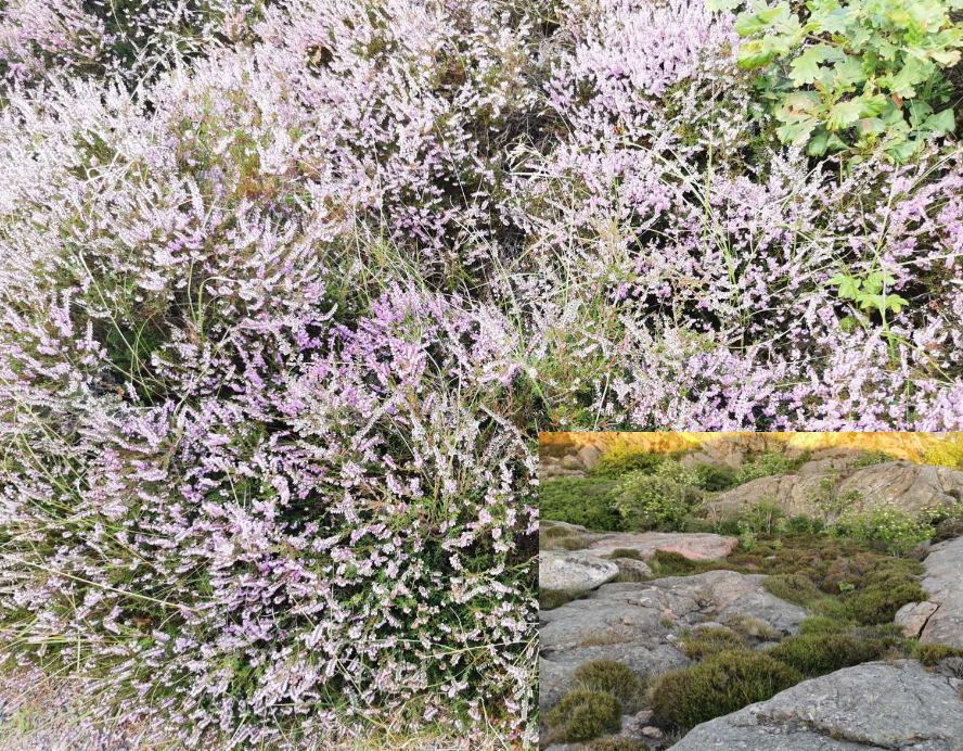 <p>Habitat: Hed, myr och skogsmark. Även hällmark. Vintergrönt ris. De talrika rödvioletta blommorna är viktig näringskälla för bin. </p>