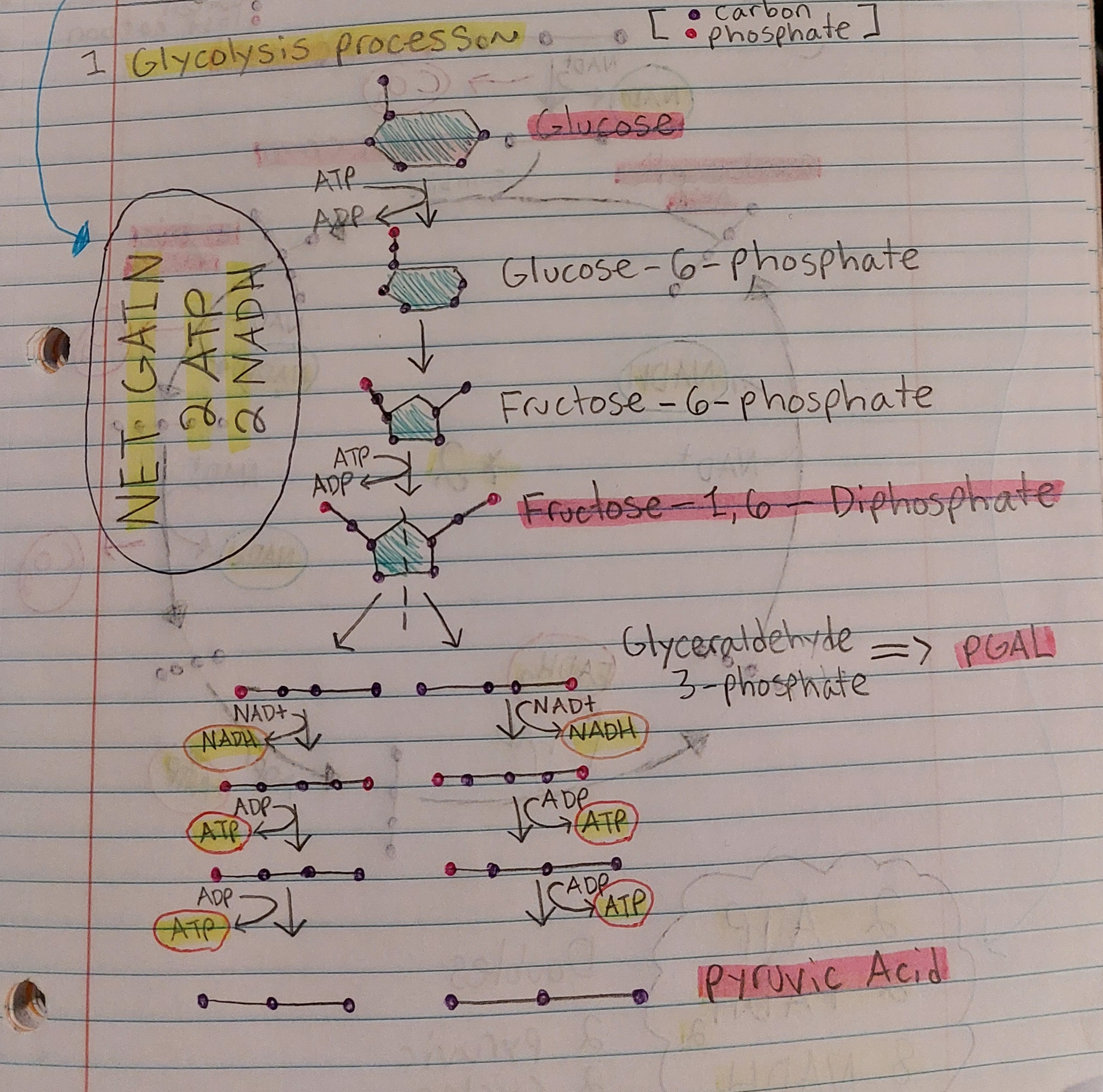<p>MUST KNOW:</p><p><strong>Glucose</strong></p><p><strong>Fructose-1,6-Diphosphate</strong></p><p><strong>PGAL</strong></p><p><strong>Pyruvix Acid</strong></p>