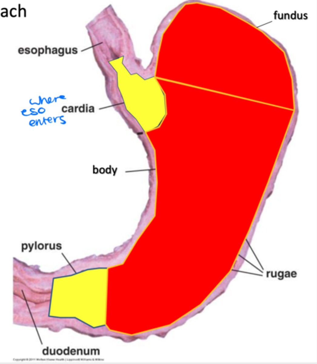 <p>Fundus and body function</p>