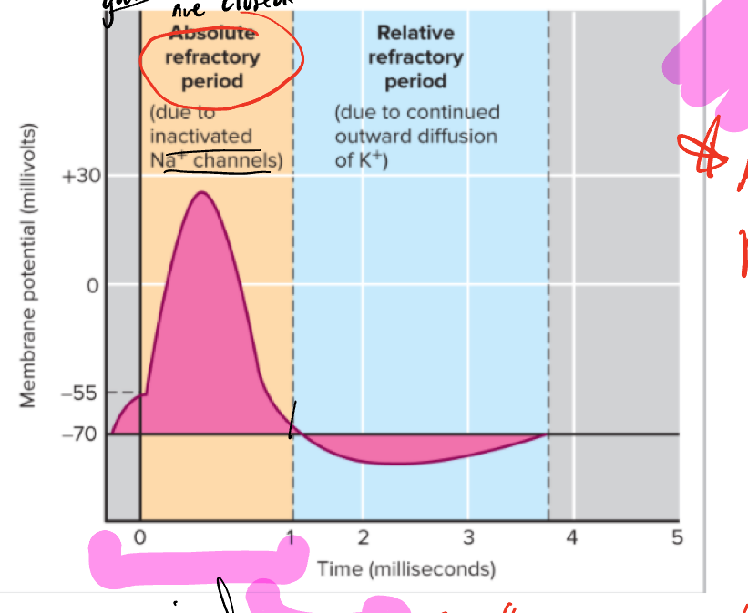 <p>during the period in which the Na+ inactivation gates are closed, another action potential cannot be generated (also encompasses the rising phase of the action potential) </p>