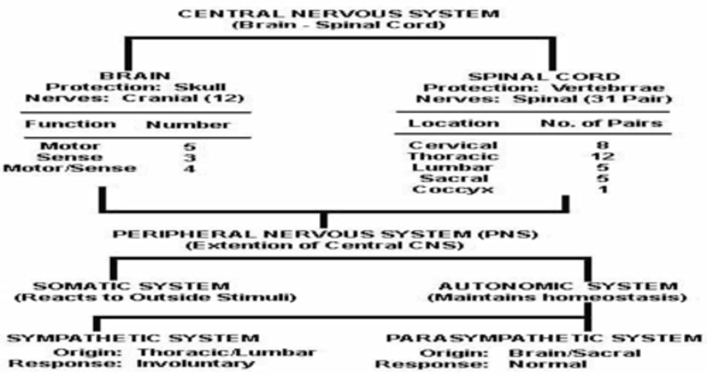 <p>Sympathetic &amp; Parasympathetic Nervous System.</p>